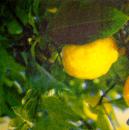 121 Zitronen, Orangen - 3-lagig